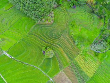 beautiful morning view indonesia panorama landscape paddy fields with beauty color and sky natural light