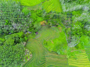 beautiful morning view indonesia panorama landscape paddy fields with beauty color and sky natural light
