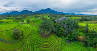 beautiful morning view indonesia panorama landscape paddy fields with beauty color and sky natural light