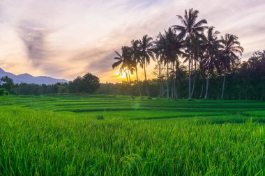 beautiful morning view indonesia panorama landscape paddy fields with beauty color and sky natural light