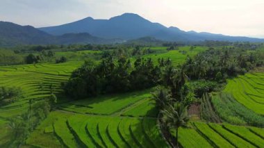 beautiful morning view indonesia panorama landscape paddy fields with beauty color and sky natural light