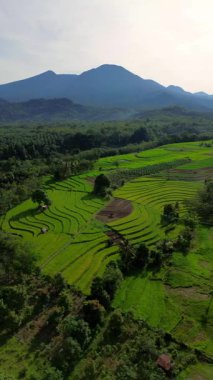 beautiful morning view indonesia panorama landscape paddy fields with beauty color and sky natural light