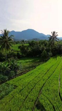 beautiful morning view indonesia panorama landscape paddy fields with beauty color and sky natural light