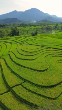 beautiful morning view indonesia panorama landscape paddy fields with beauty color and sky natural light