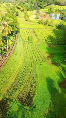 beautiful morning view indonesia panorama landscape paddy fields with beauty color and sky natural light