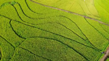 beautiful morning view indonesia panorama landscape paddy fields with beauty color and sky natural light