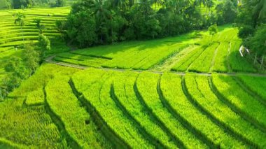 beautiful morning view indonesia panorama landscape paddy fields with beauty color and sky natural light