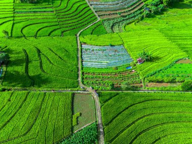 beautiful morning view indonesia panorama landscape paddy fields with beauty color and sky natural light