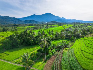 beautiful morning view indonesia panorama landscape paddy fields with beauty color and sky natural light