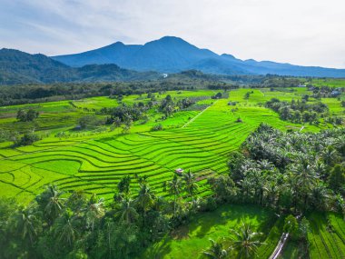 beautiful morning view indonesia panorama landscape paddy fields with beauty color and sky natural light