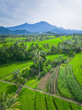 beautiful morning view indonesia panorama landscape paddy fields with beauty color and sky natural light