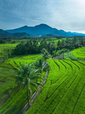 beautiful morning view indonesia panorama landscape paddy fields with beauty color and sky natural light