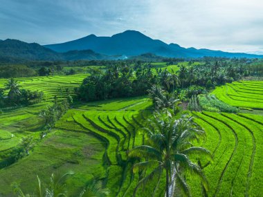 beautiful morning view indonesia panorama landscape paddy fields with beauty color and sky natural light