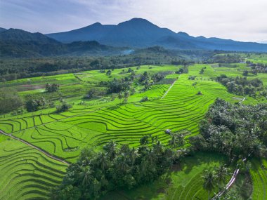 beautiful morning view indonesia panorama landscape paddy fields with beauty color and sky natural light