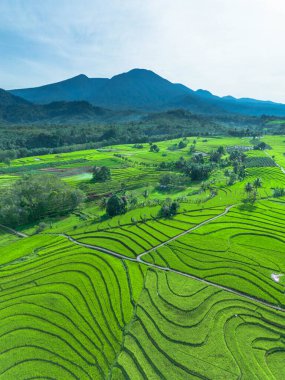 beautiful morning view indonesia panorama landscape paddy fields with beauty color and sky natural light