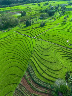 beautiful morning view indonesia panorama landscape paddy fields with beauty color and sky natural light