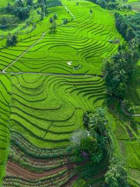 beautiful morning view indonesia panorama landscape paddy fields with beauty color and sky natural light