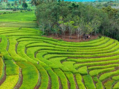 beautiful morning view indonesia panorama landscape paddy fields with beauty color and sky natural light