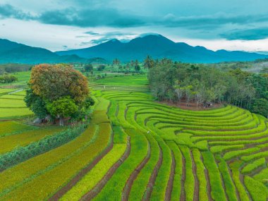 beautiful morning view indonesia panorama landscape paddy fields with beauty color and sky natural light