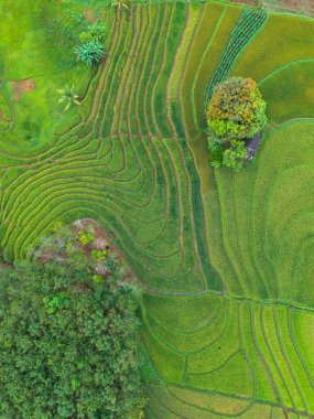 beautiful morning view indonesia panorama landscape paddy fields with beauty color and sky natural light