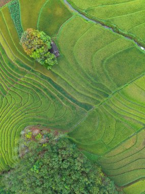 beautiful morning view indonesia panorama landscape paddy fields with beauty color and sky natural light
