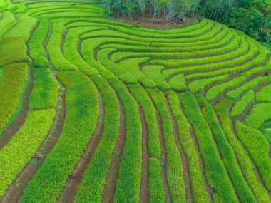 beautiful morning view indonesia panorama landscape paddy fields with beauty color and sky natural light