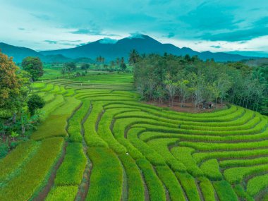 beautiful morning view indonesia panorama landscape paddy fields with beauty color and sky natural light