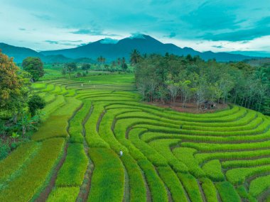 beautiful morning view indonesia panorama landscape paddy fields with beauty color and sky natural light