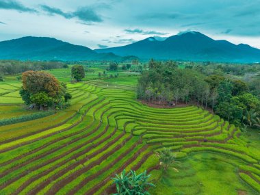 beautiful morning view indonesia panorama landscape paddy fields with beauty color and sky natural light