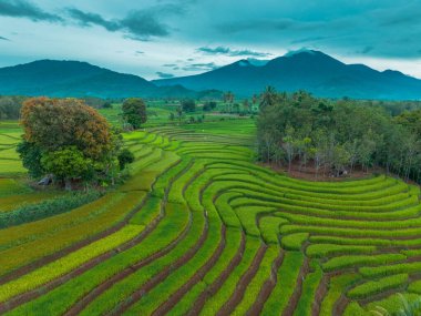beautiful morning view indonesia panorama landscape paddy fields with beauty color and sky natural light