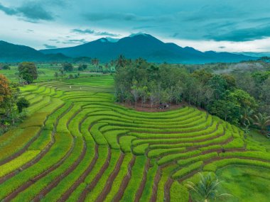 beautiful morning view indonesia panorama landscape paddy fields with beauty color and sky natural light