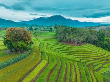 beautiful morning view indonesia panorama landscape paddy fields with beauty color and sky natural light