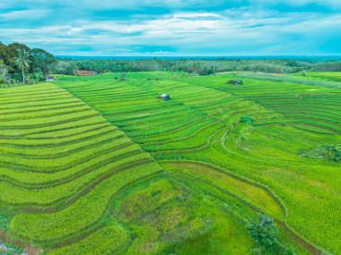 beautiful morning view indonesia panorama landscape paddy fields with beauty color and sky natural light