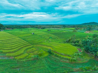 beautiful morning view indonesia panorama landscape paddy fields with beauty color and sky natural light