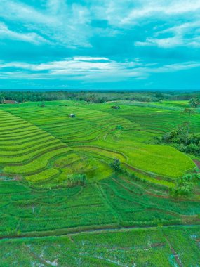 beautiful morning view indonesia panorama landscape paddy fields with beauty color and sky natural light