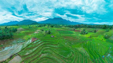 beautiful morning view indonesia panorama landscape paddy fields with beauty color and sky natural light