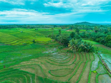 beautiful morning view indonesia panorama landscape paddy fields with beauty color and sky natural light