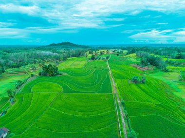 beautiful morning view indonesia panorama landscape paddy fields with beauty color and sky natural light