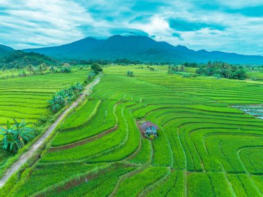 beautiful morning view indonesia panorama landscape paddy fields with beauty color and sky natural light