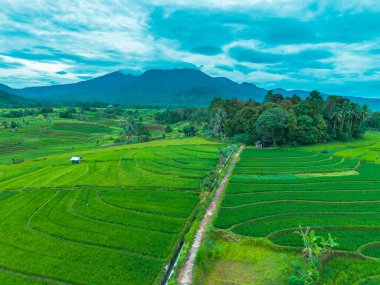 beautiful morning view indonesia panorama landscape paddy fields with beauty color and sky natural light