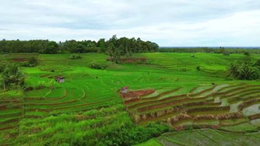beautiful morning view indonesia panorama landscape paddy fields with beauty color and sky natural light