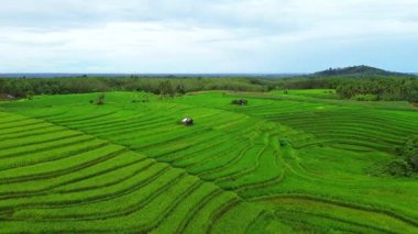 beautiful morning view indonesia panorama landscape paddy fields with beauty color and sky natural light