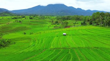 beautiful morning view indonesia panorama landscape paddy fields with beauty color and sky natural light