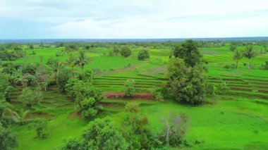 beautiful morning view indonesia panorama landscape paddy fields with beauty color and sky natural light