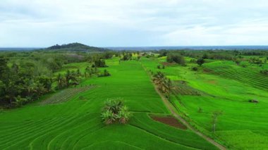 beautiful morning view indonesia panorama landscape paddy fields with beauty color and sky natural light