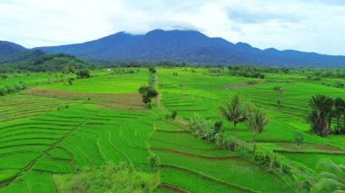 beautiful morning view indonesia panorama landscape paddy fields with beauty color and sky natural light