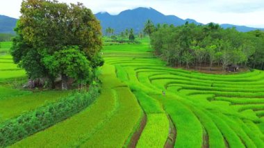 beautiful morning view indonesia panorama landscape paddy fields with beauty color and sky natural light