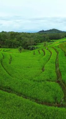 beautiful morning view indonesia panorama landscape paddy fields with beauty color and sky natural light