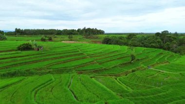 beautiful morning view indonesia panorama landscape paddy fields with beauty color and sky natural light