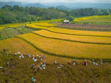 beautiful morning view indonesia panorama landscape paddy fields with beauty color and sky natural light